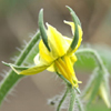 ?小金井野菜?トマトの花