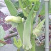 小金井野菜?オクラ