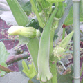 ?小金井野菜?オクラ