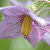 ?小金井野菜?ナスの花 ?小金井野菜?ナスの花