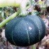 小金井野菜?カボチャ