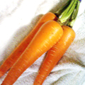 ?小金井野菜?ニンジン ?小金井野菜?ニンジン