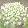 ?小金井野菜?ニンジンの花 ?小金井野菜?ニンジンの花