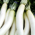 ?小金井野菜?大根 ?小金井野菜?大根