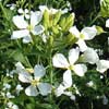 ?小金井野菜?大根の花 ?小金井野菜?大根の花