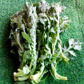 ?小金井野菜?春菊 ?小金井野菜?春菊