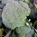 ?小金井野菜?ブロッコリー ?小金井野菜?ブロッコリー