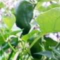 ?小金井野菜?ピーマン ?小金井野菜?ピーマン