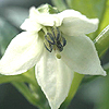 ?小金井野菜?ピーマンの花 ?小金井野菜?ピーマンの花