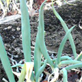 ?小金井野菜?根深ネギ(長ネギ) ?小金井野菜?根深ネギ(長ネギ)