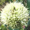 ?小金井野菜?根深ネギ(長ネギ)の花 ?小金井野菜?根深ネギ(長ネギ)の花