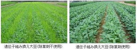 大豆畑の比較 - 食の安全コラム「遺伝子組み換え食品」